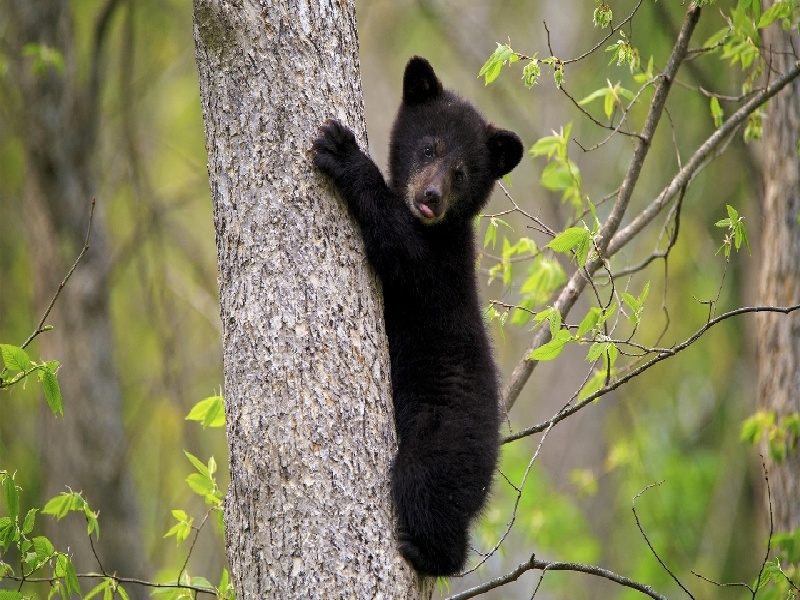 试管方案中自然(试管 激素替代周期)